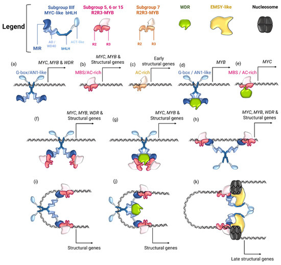 Regulation of Flavonoid Biosynthesis by the MYB-bHLH-WDR