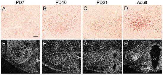 Nesfatin-1 Neurons in the Ventral Premammillary Nucleus