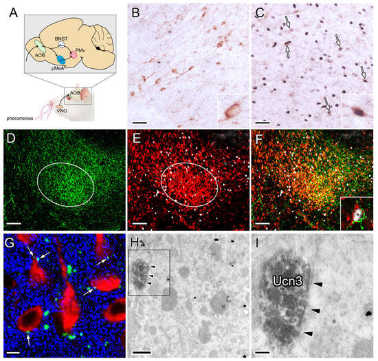 Nesfatin-1 Neurons in the Ventral Premammillary Nucleus