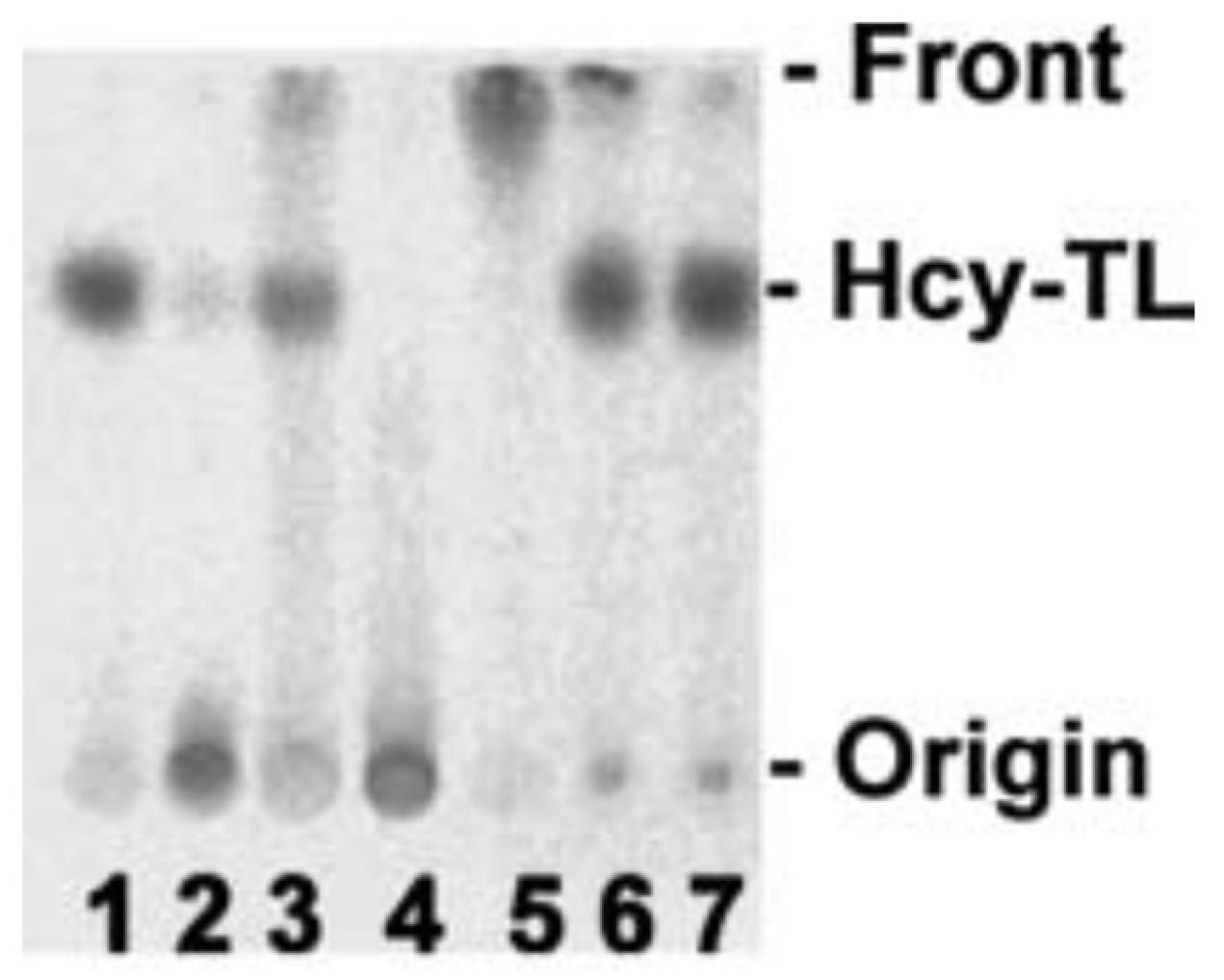 Ijms 26 00746 g005 Ijms 26 00746 g005