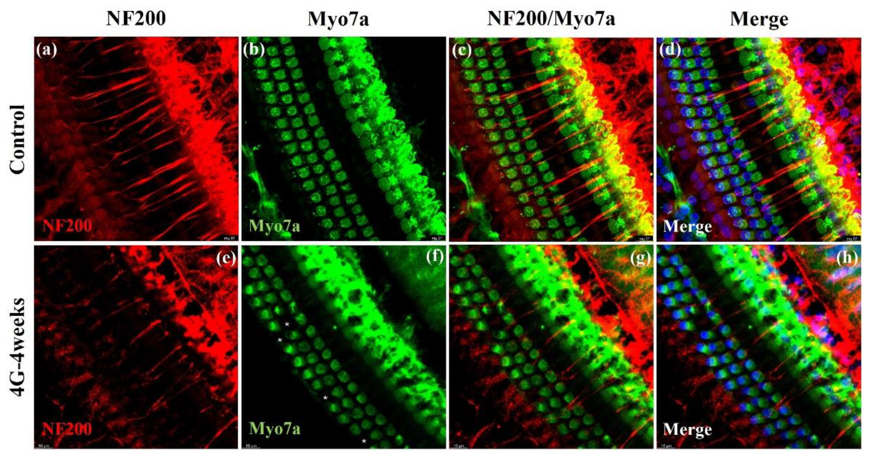 Ijms 26 00758 g005 Ijms 26 00758 g005