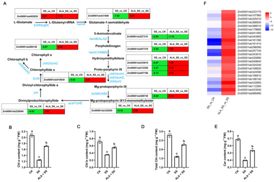 ユウ Regulatory Effect of Exogenous γ-Aminobutyric Acid on