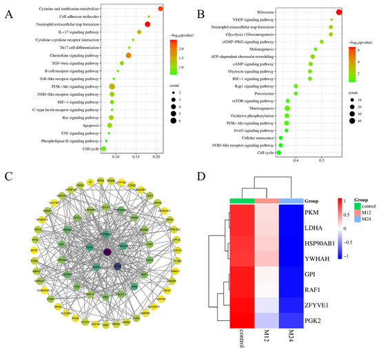 Proteomics Reveals the Response Mechanism of Embryonic Bovine Lung