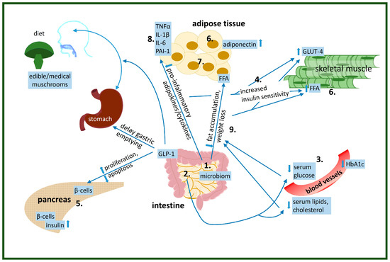 zkp The Importance of Edible Medicinal Mushrooms and Their
