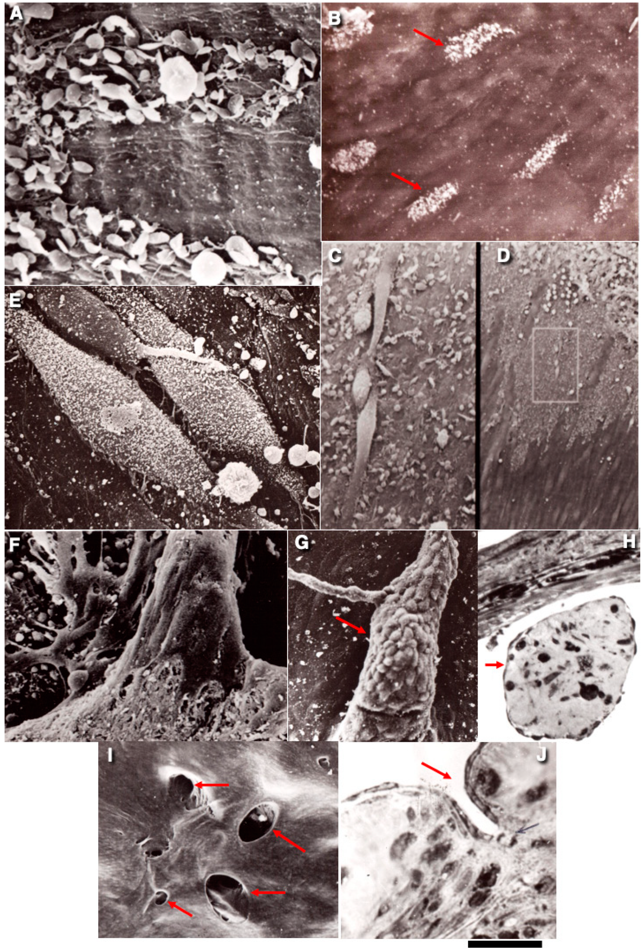 Ijms 26 00837 g002 Ijms 26 00837 g002