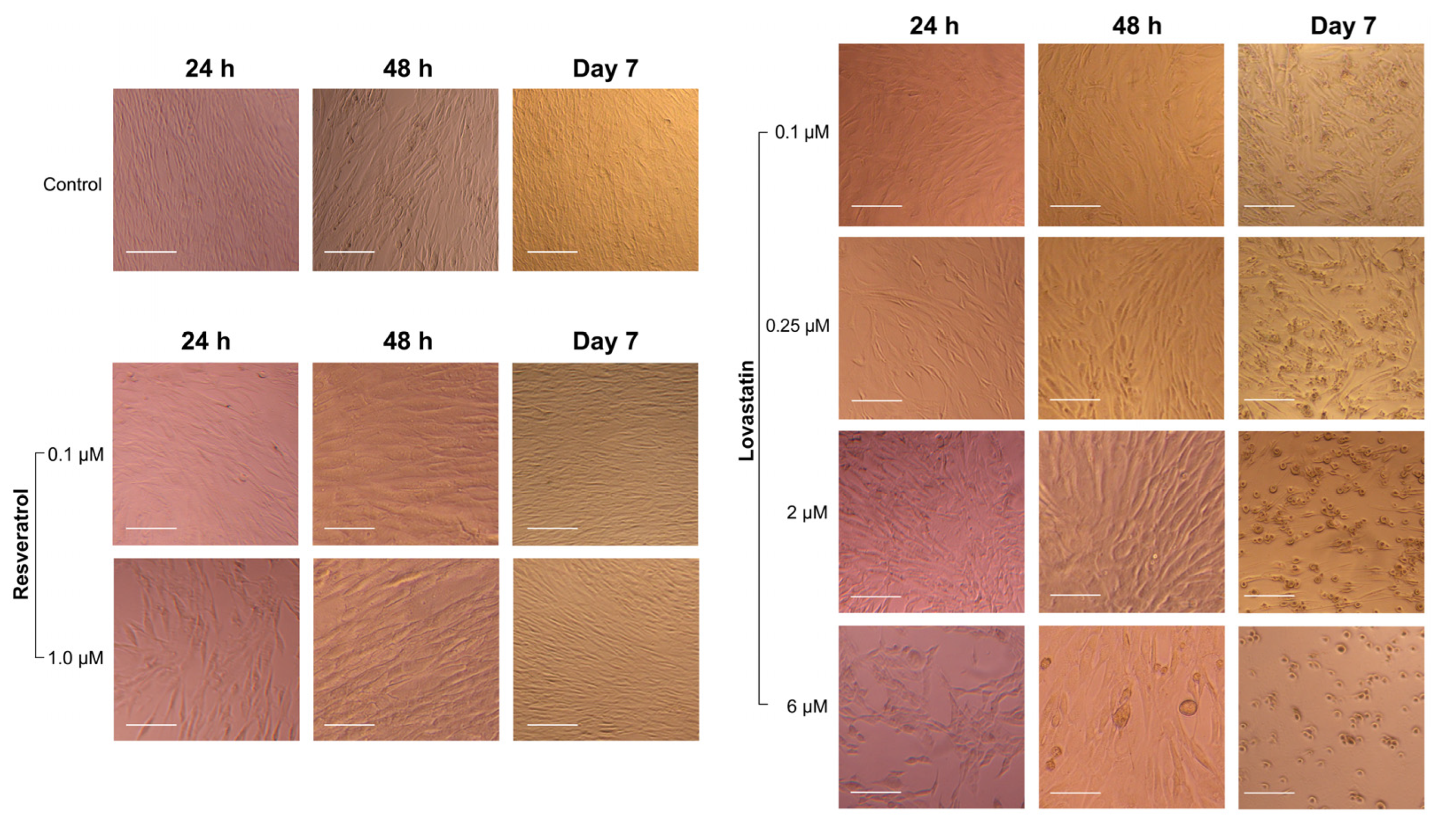 Ijms 26 00851 g004 Ijms 26 00851 g004