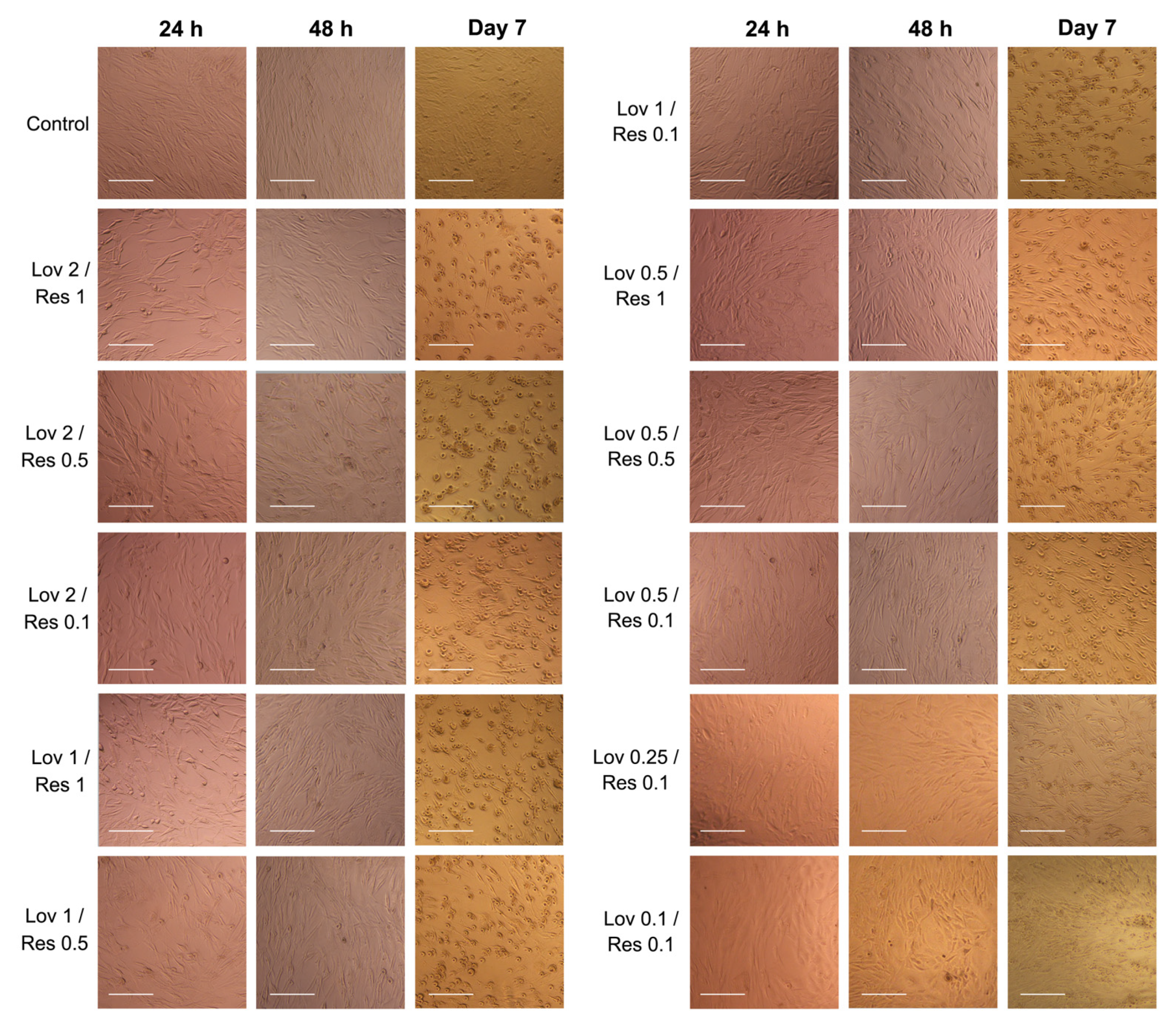 Ijms 26 00851 g005 Ijms 26 00851 g005