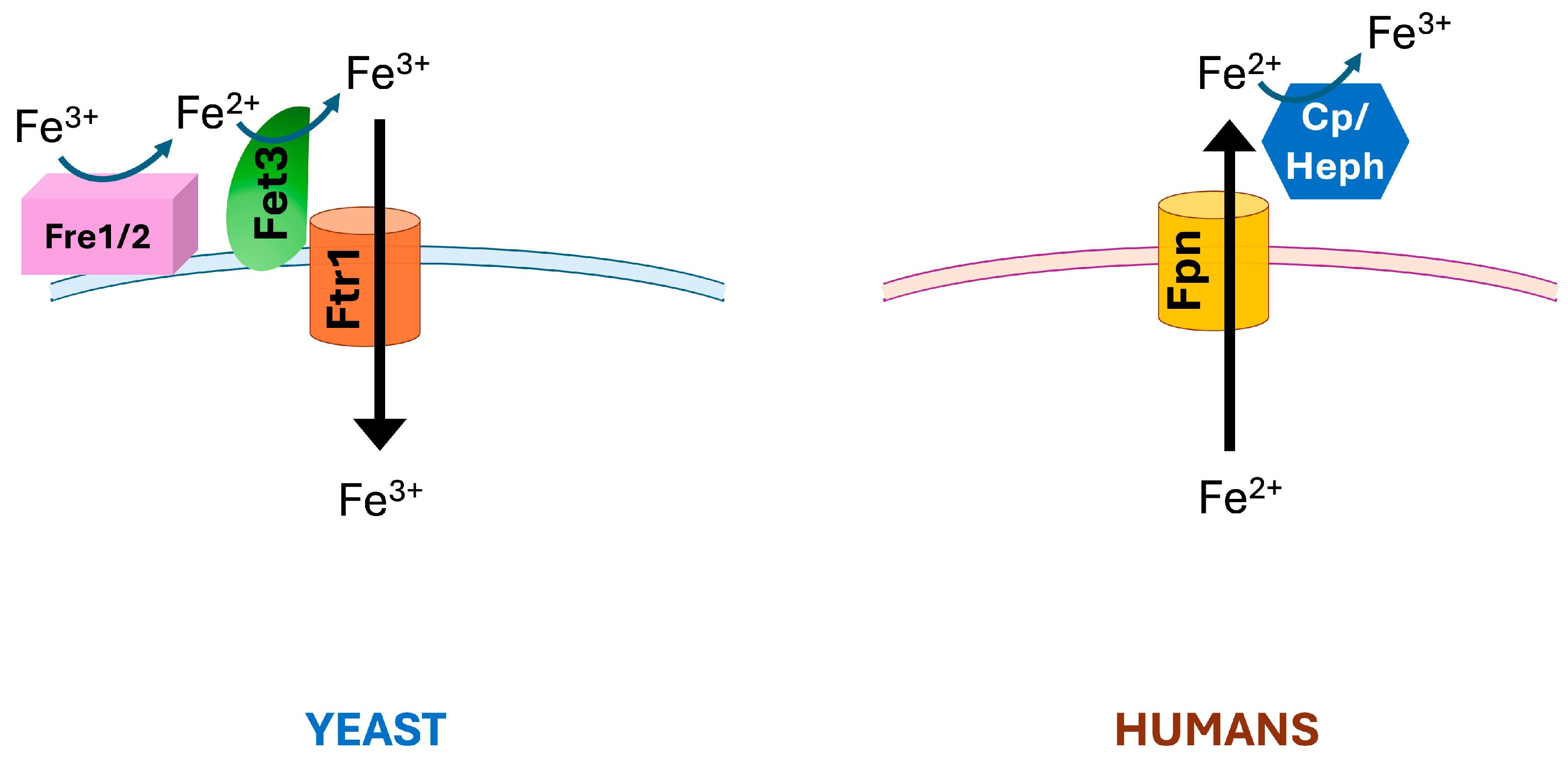 Ijms 26 00875 g001 Ijms 26 00875 g001