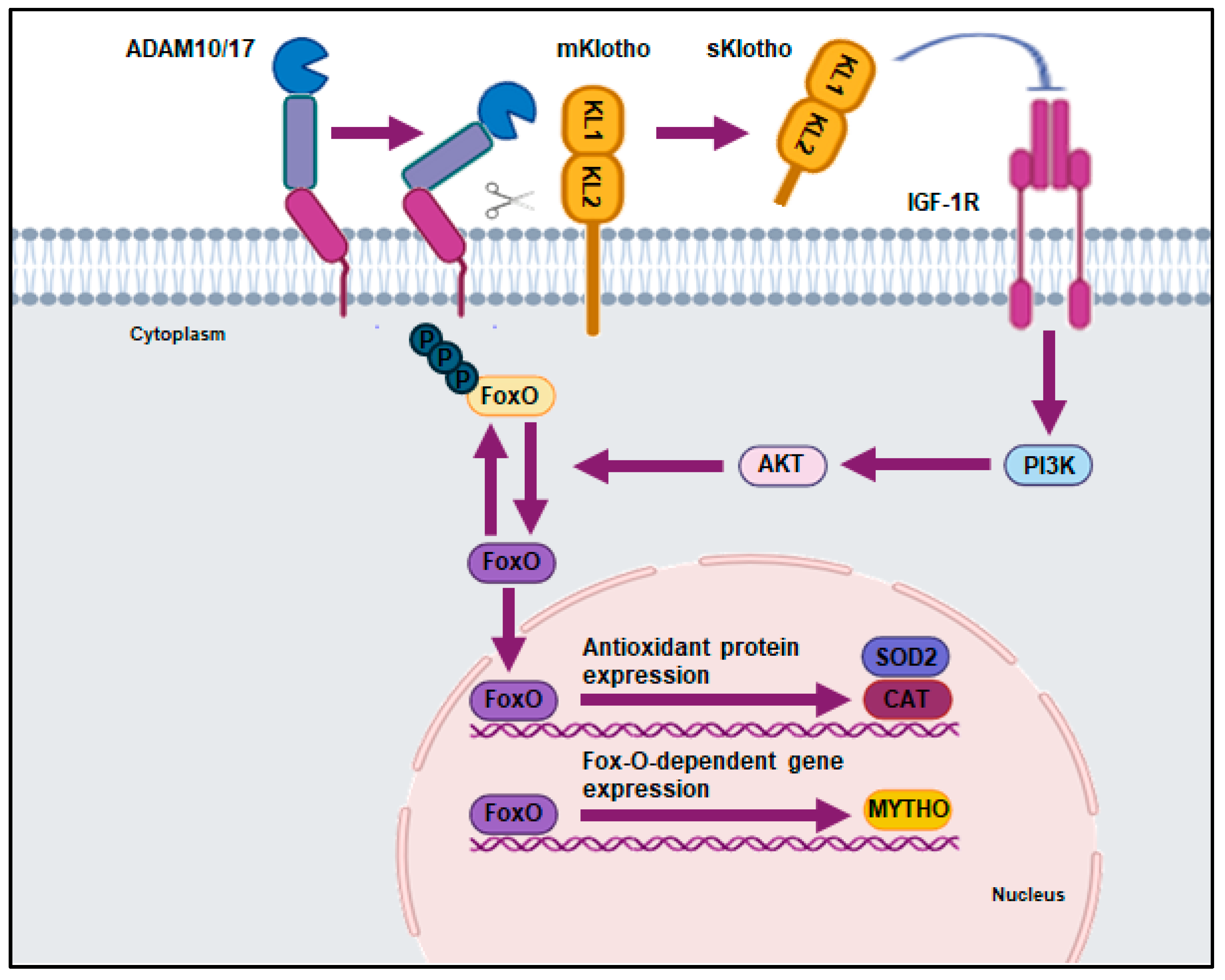 Ijms 26 00902 g001 Ijms 26 00902 g001