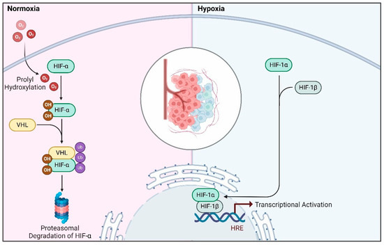Role of Hypoxia-Associated Long Noncoding RNAs in Cancer