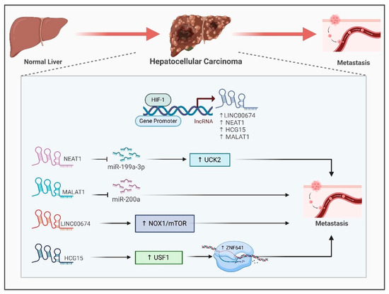 Role of Hypoxia-Associated Long Noncoding RNAs in Cancer