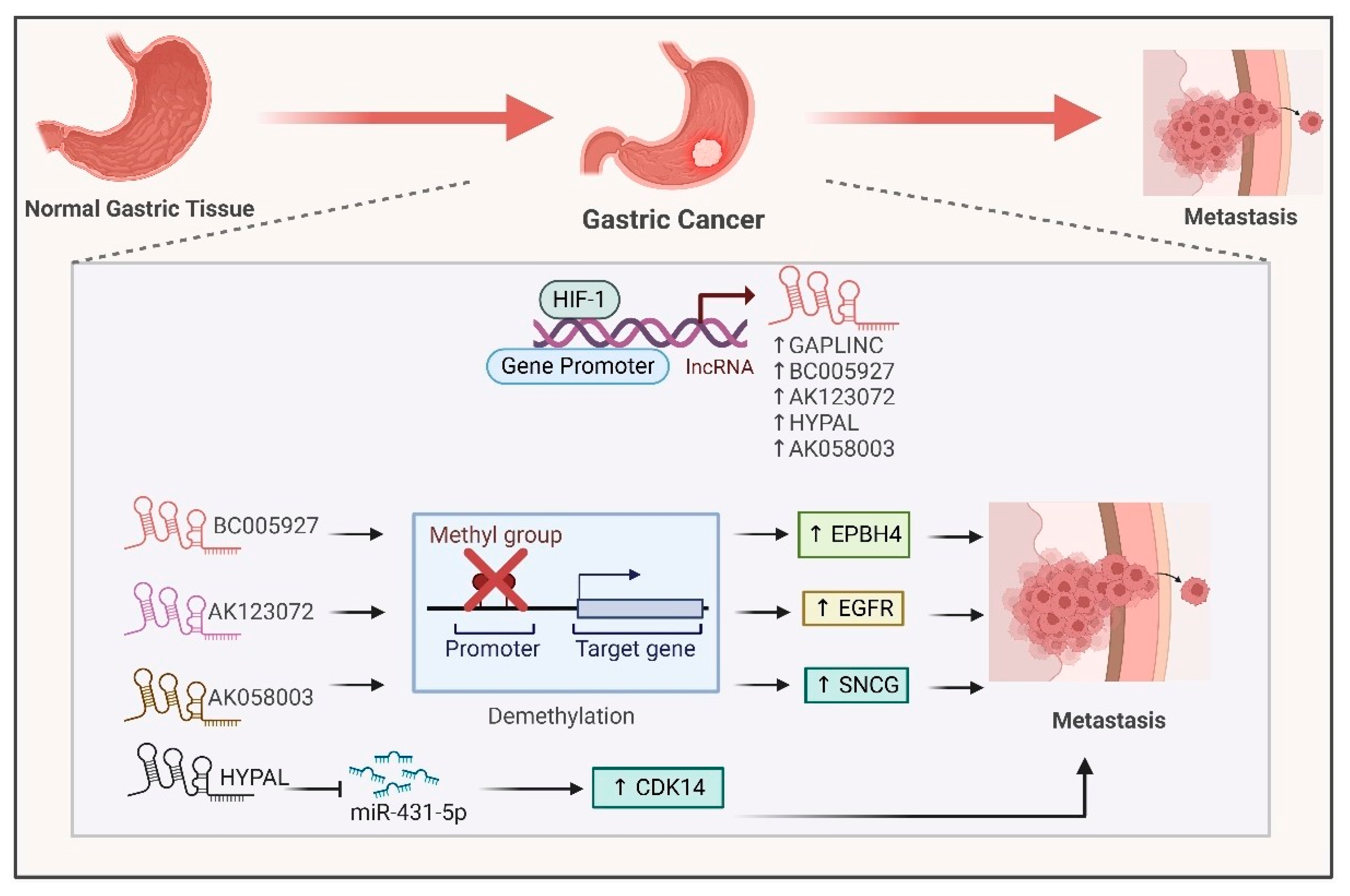 Ijms 26 00936 g005 Ijms 26 00936 g005