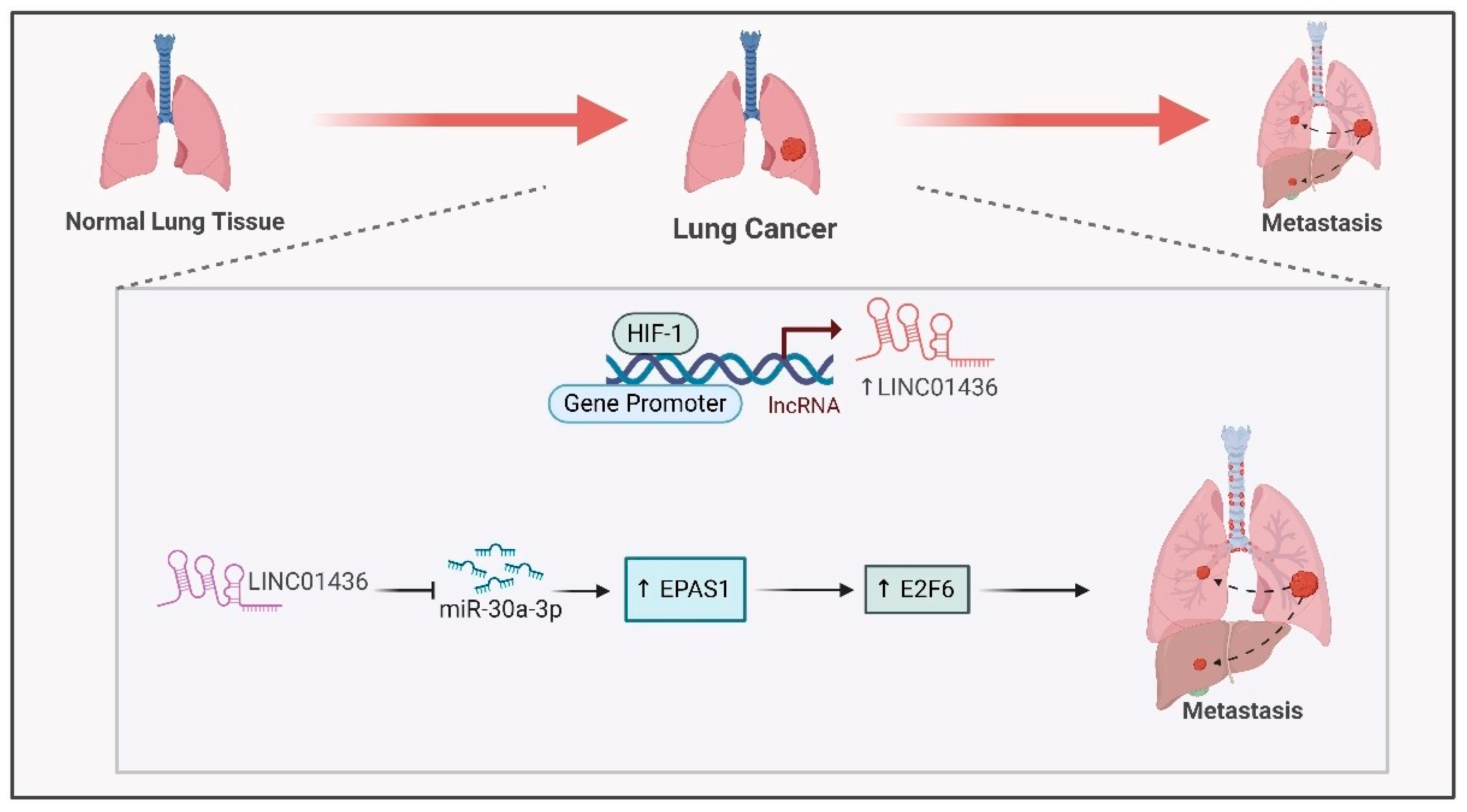 Ijms 26 00936 g007 Ijms 26 00936 g007