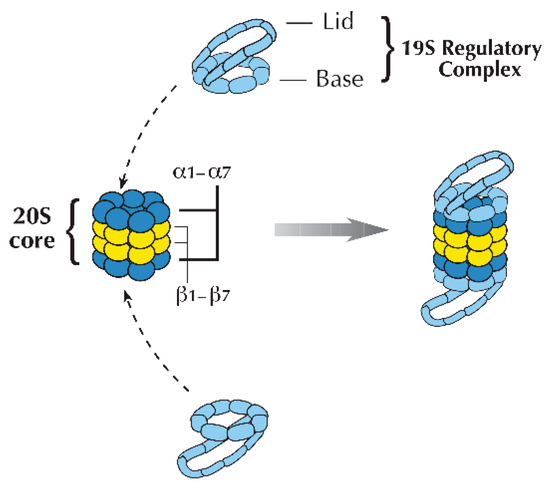 ghk-cu ubiquitin-proteasome system Ubiquitin-Proteasome-Mediated Protein Degradation and Disorders of the  Central Nervous System