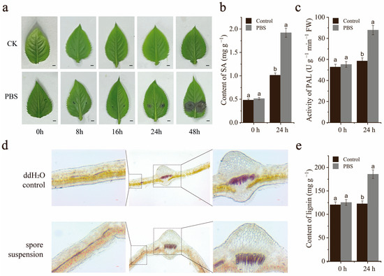 left botanical Mサイズ A multifunctional role for riboflavin in the yellow nectar