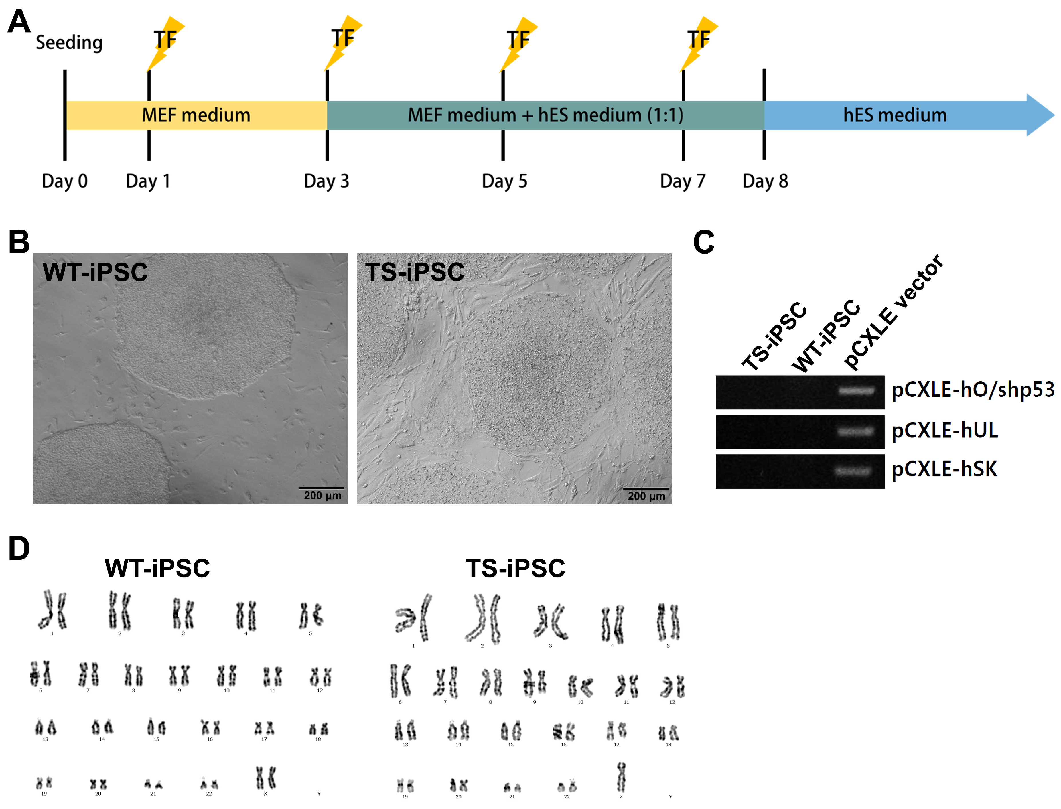 Ijms 26 00975 g001 Ijms 26 00975 g001