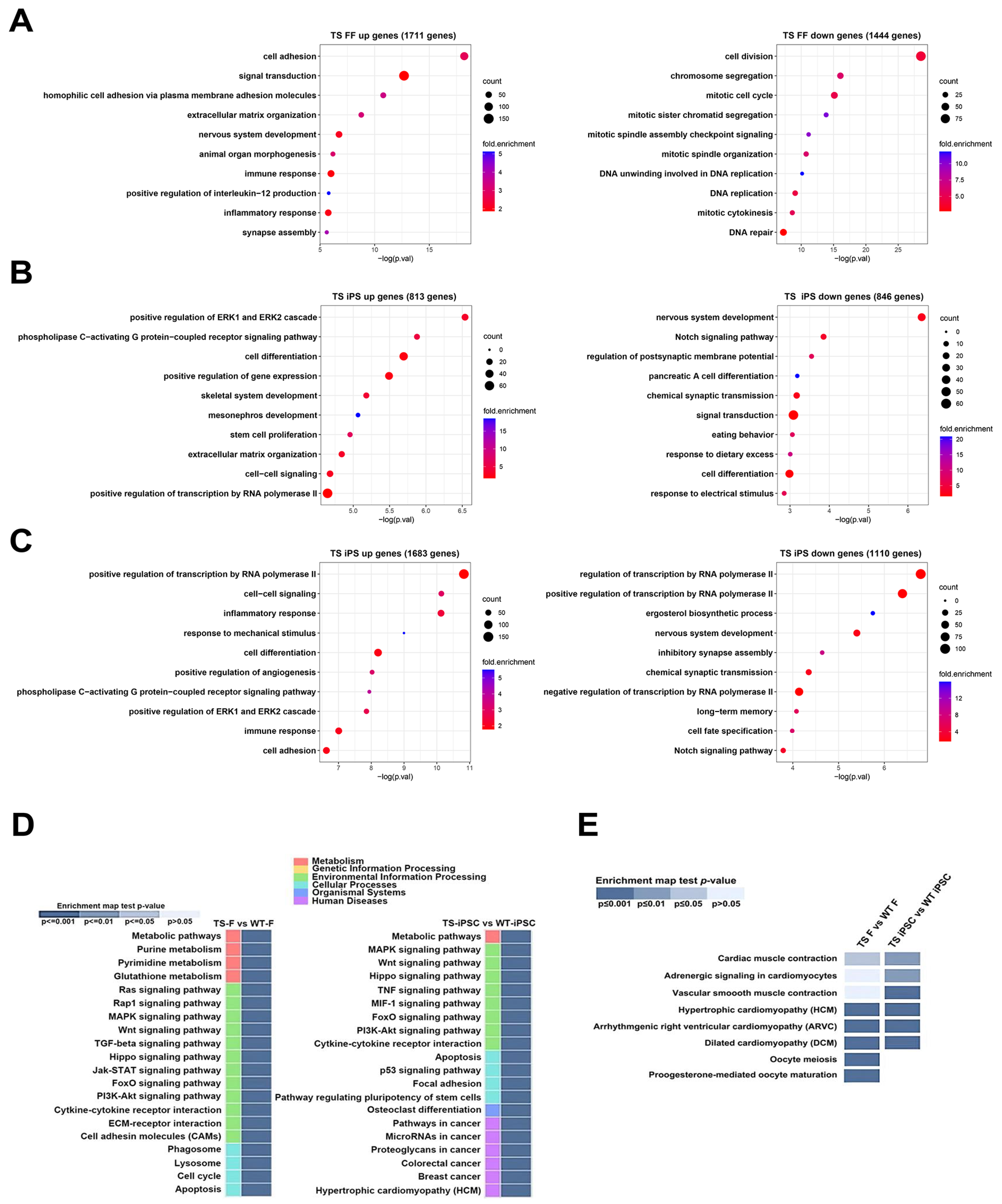 Ijms 26 00975 g004 Ijms 26 00975 g004