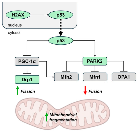 Exploring the Link Between Telomeres and Mitochondria