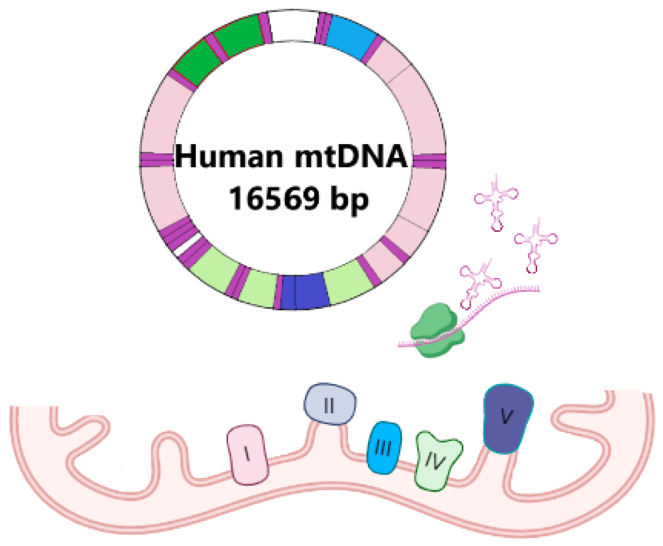 The Role of mtDNA Mutations in Atherosclerosis: The