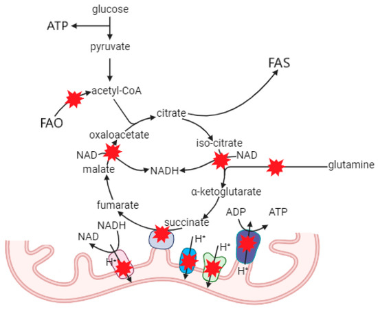 288 専用ページ The Role of mtDNA Mutations in Atherosclerosis: The