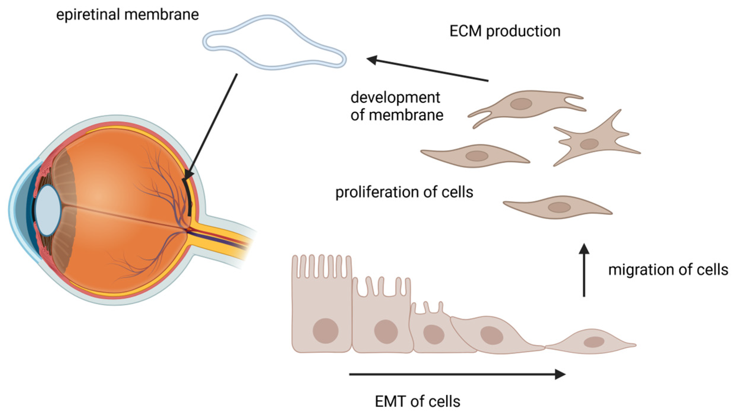 Ijms 26 01025 g001 Ijms 26 01025 g001