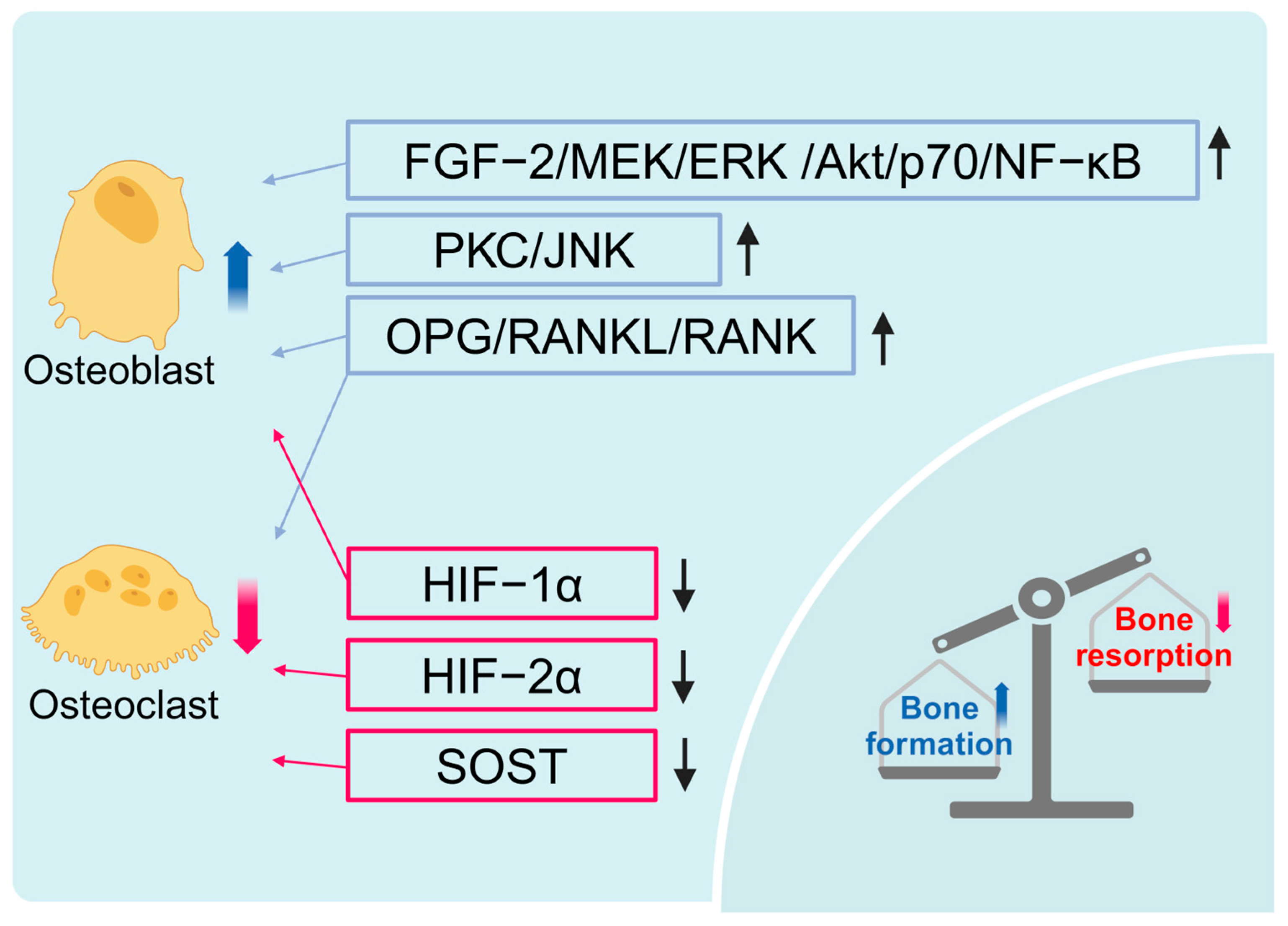 Ijms 26 01067 g002 Ijms 26 01067 g002