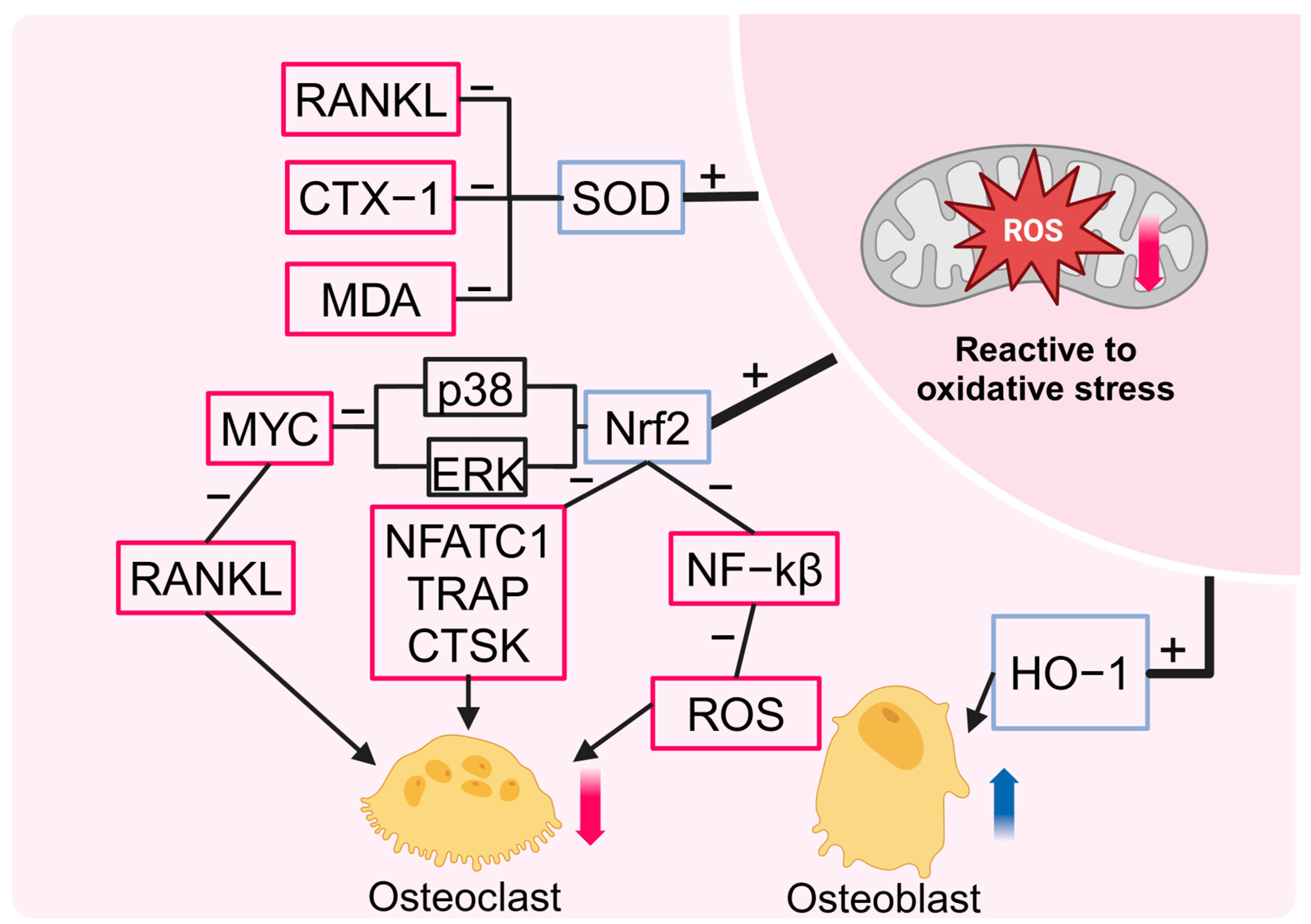 Ijms 26 01067 g004 Ijms 26 01067 g004