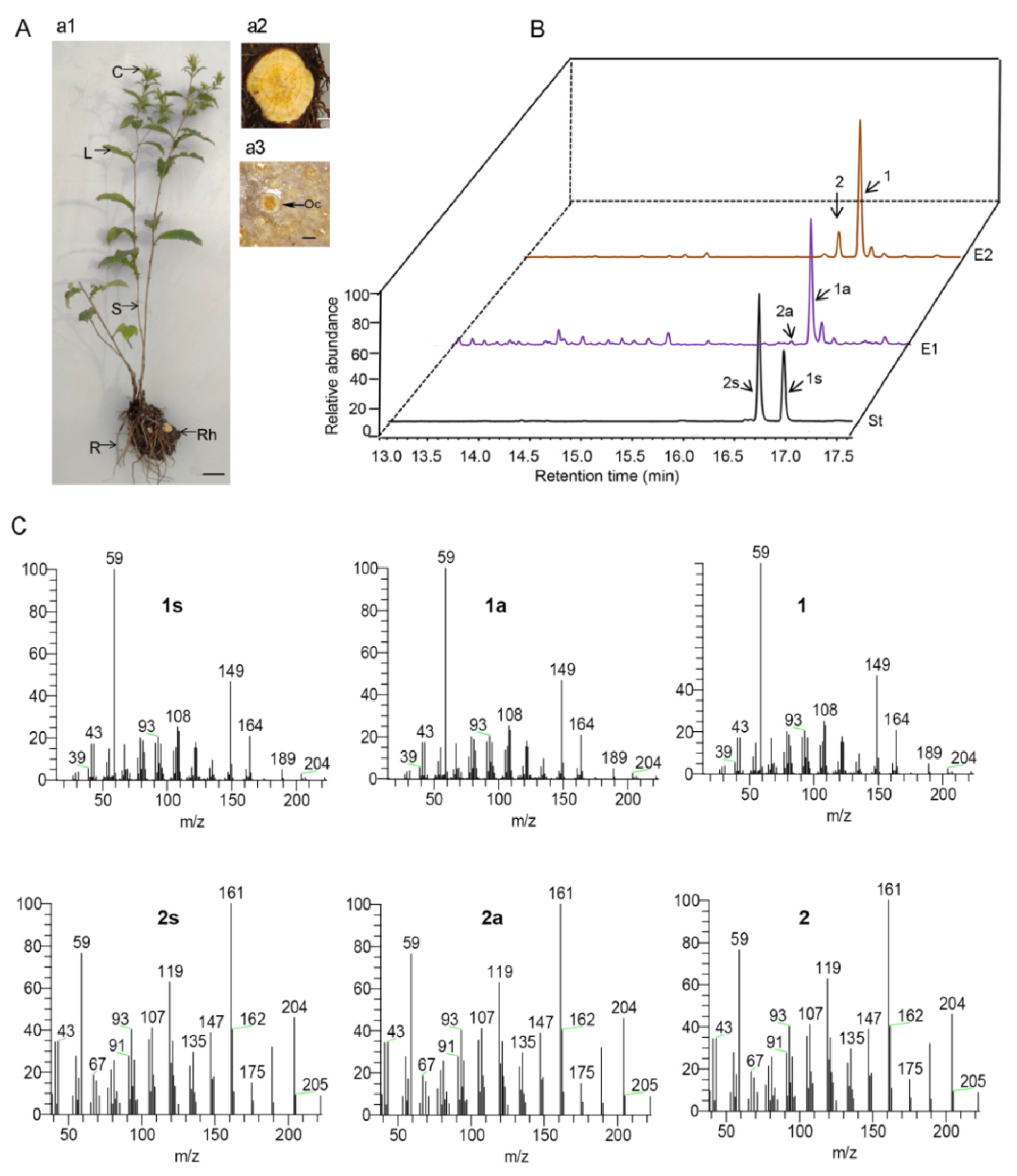 Ijms 26 01074 g001 Ijms 26 01074 g001