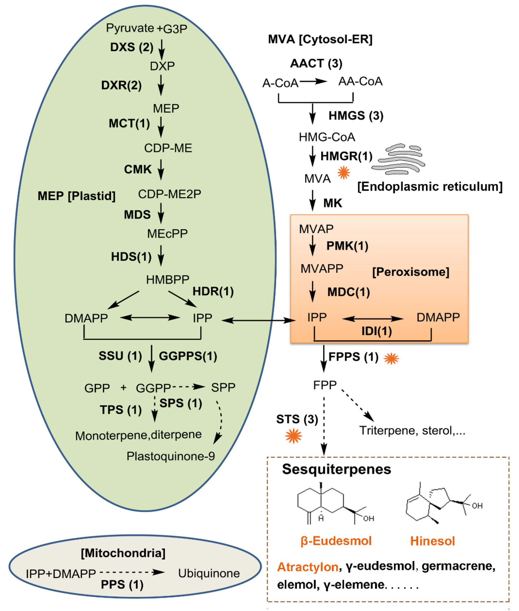 Ijms 26 01074 g005 Ijms 26 01074 g005