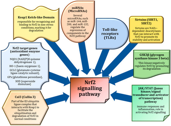 molecular hydrogen nrf2 glutathione Hydrogen: A Rising Star in Gas Medicine as a Mitochondria-Targeting  Nutrient via Activating Keap1-Nrf2 Antioxidant System