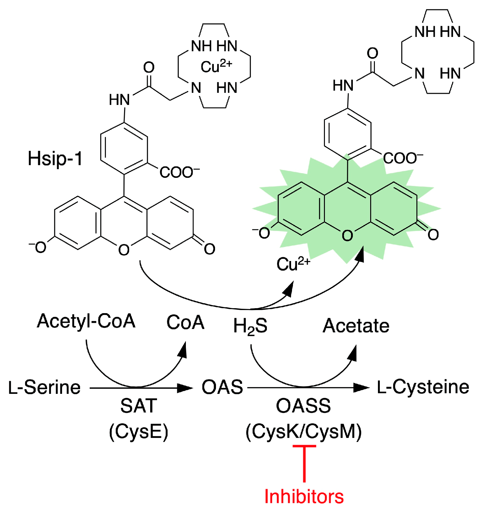 Ijms 26 01106 g001 Ijms 26 01106 g001