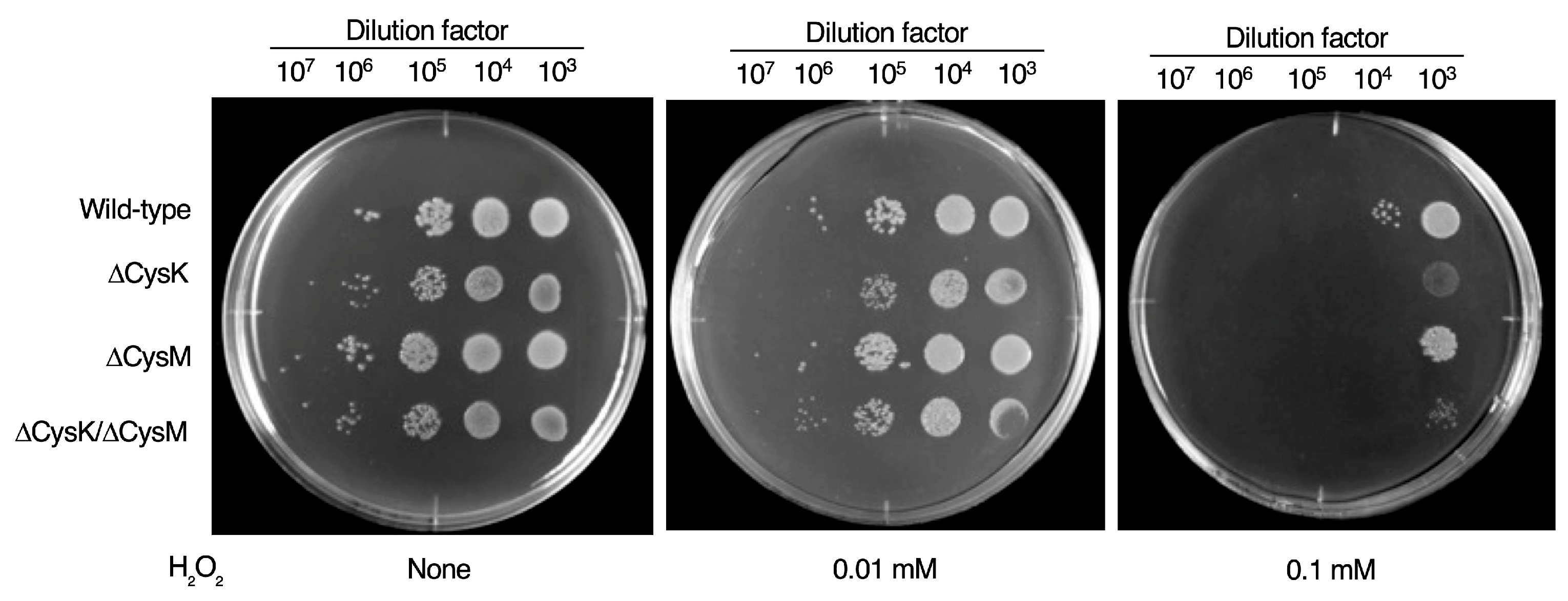 Ijms 26 01106 g006 Ijms 26 01106 g006