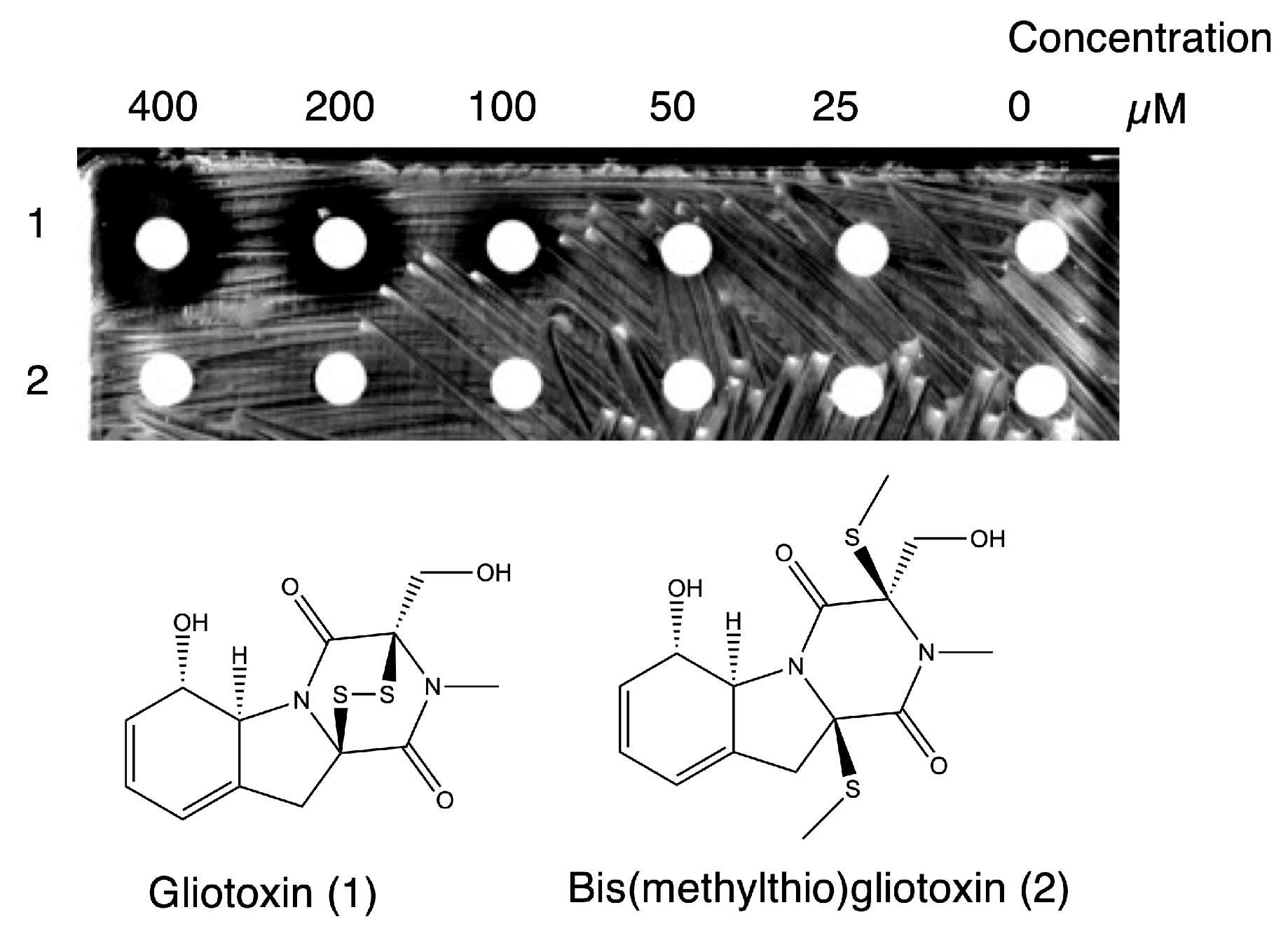 Ijms 26 01106 g009 Ijms 26 01106 g009