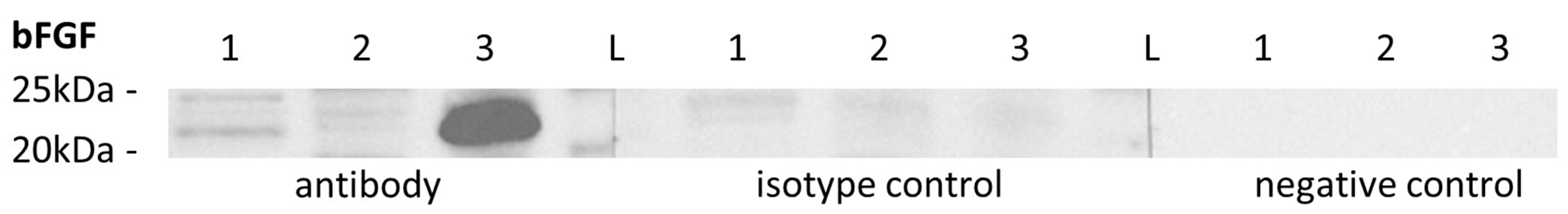 Ijms 26 01108 g003 Ijms 26 01108 g003