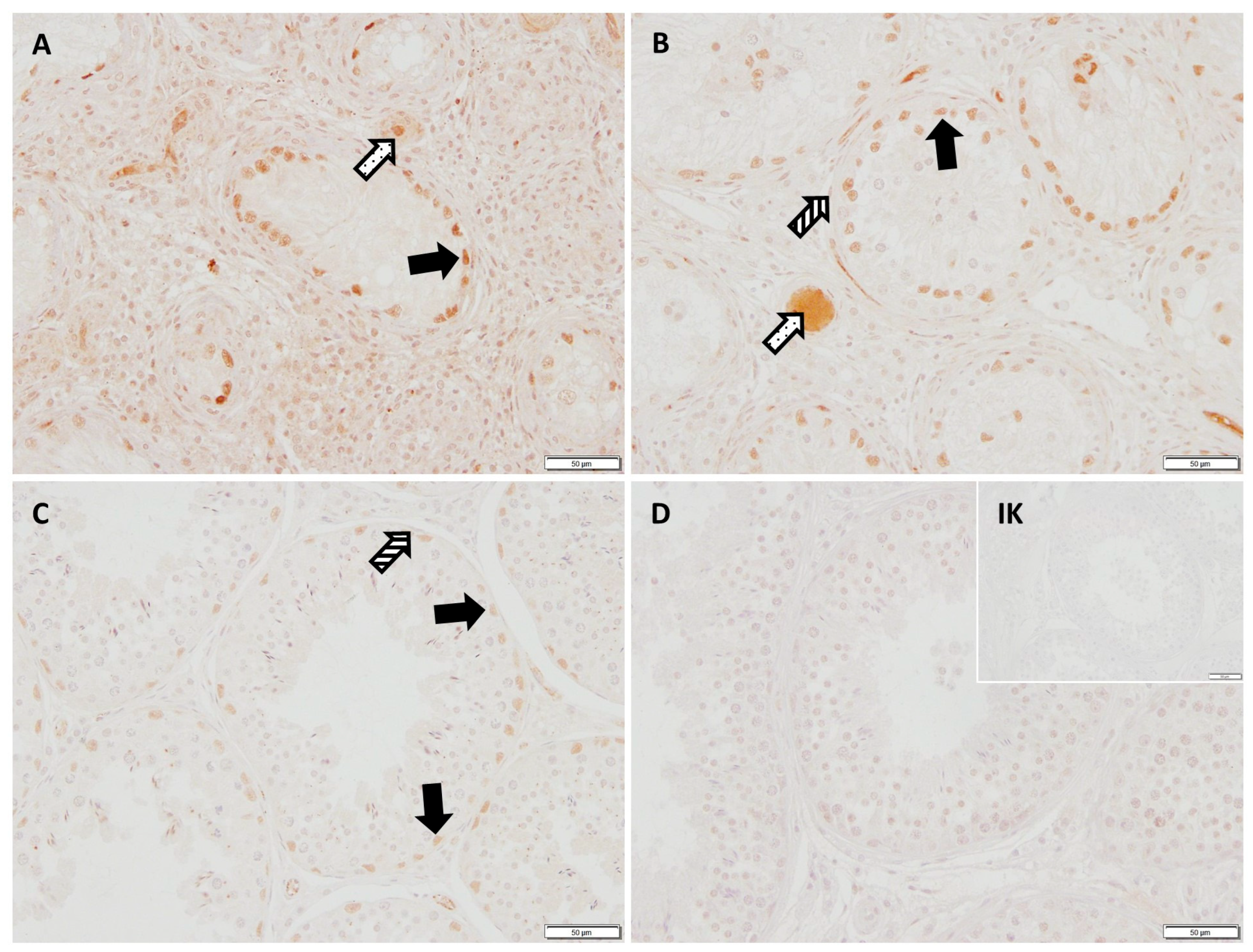 Ijms 26 01108 g005 Ijms 26 01108 g005