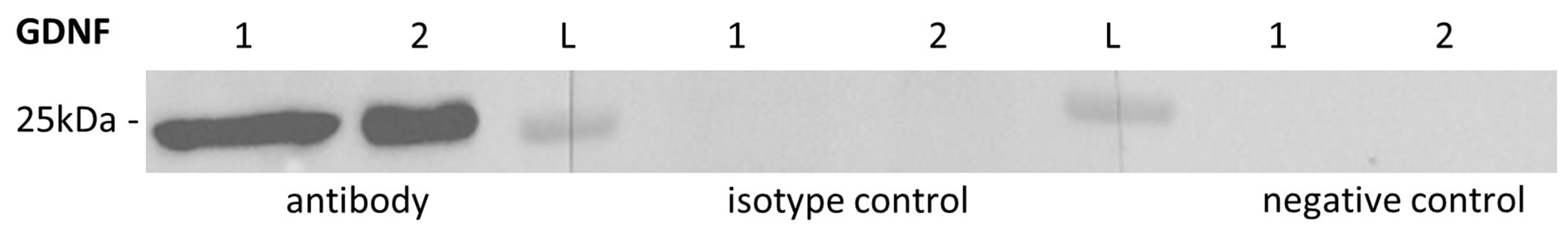 Ijms 26 01108 g006 Ijms 26 01108 g006