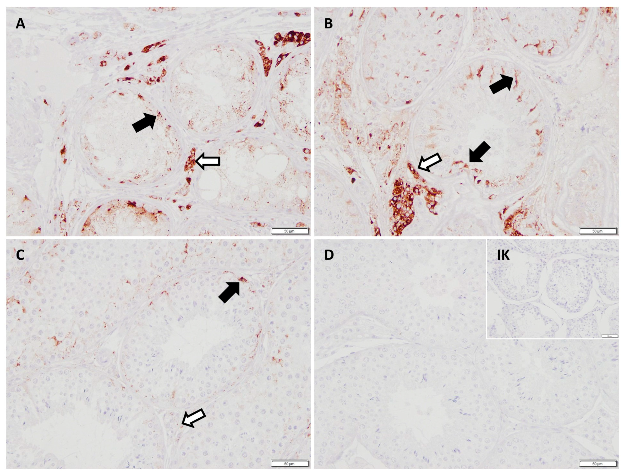 Ijms 26 01108 g007 Ijms 26 01108 g007