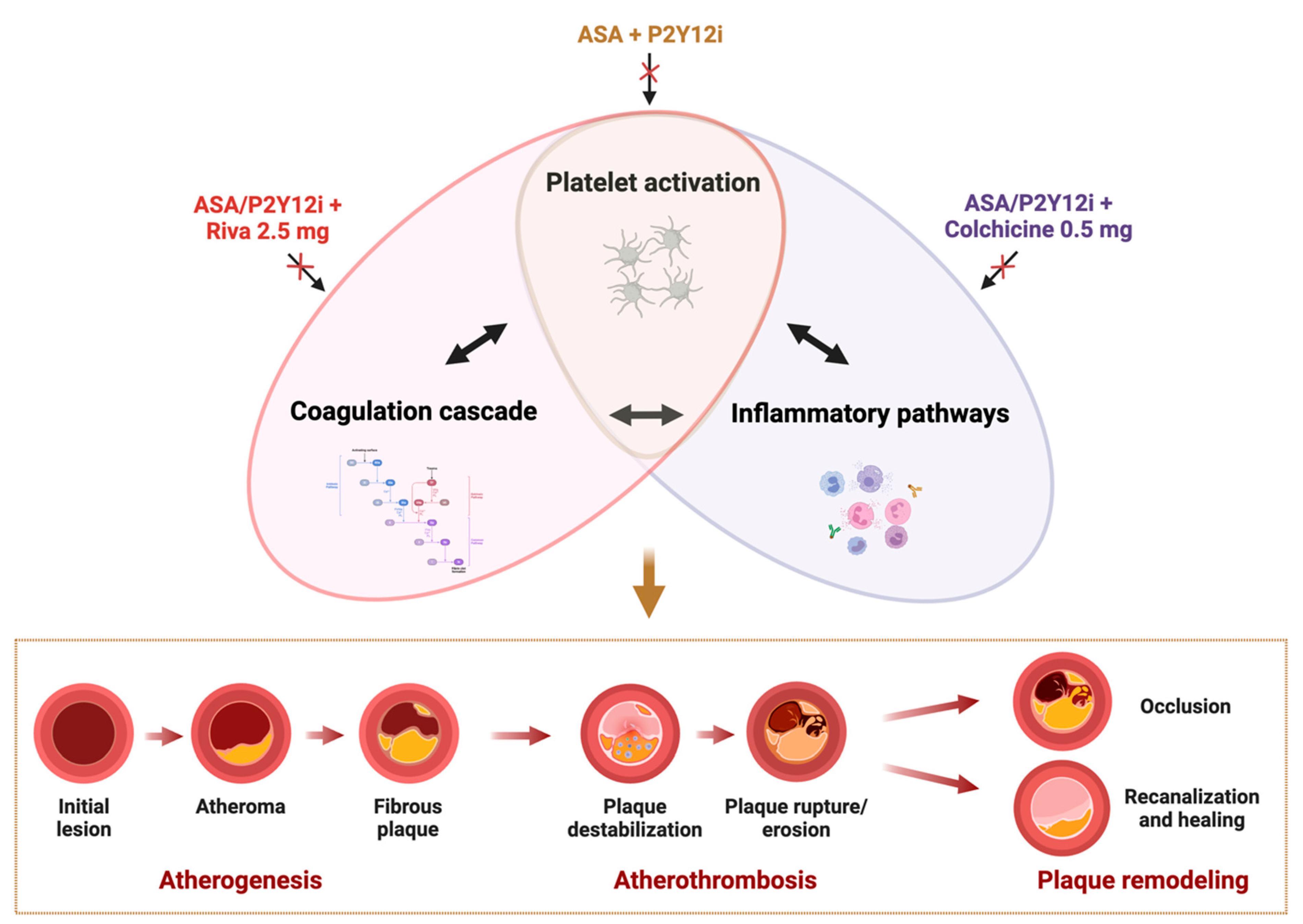 Ijms 26 01136 g001 Ijms 26 01136 g001