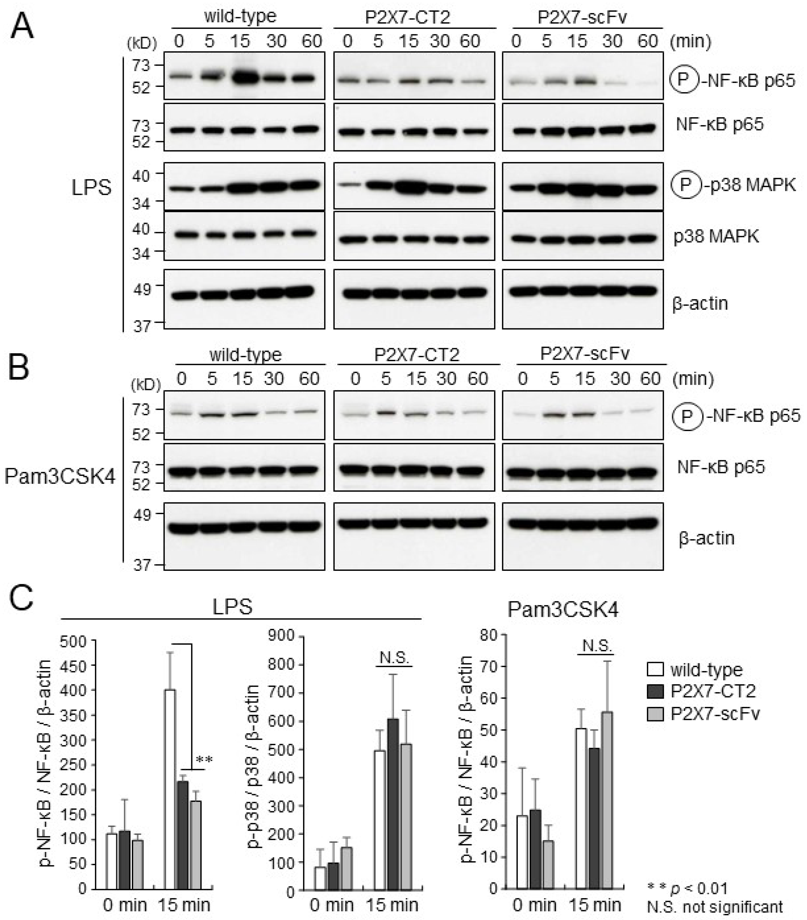 Ijms 26 01178 g002 Ijms 26 01178 g002