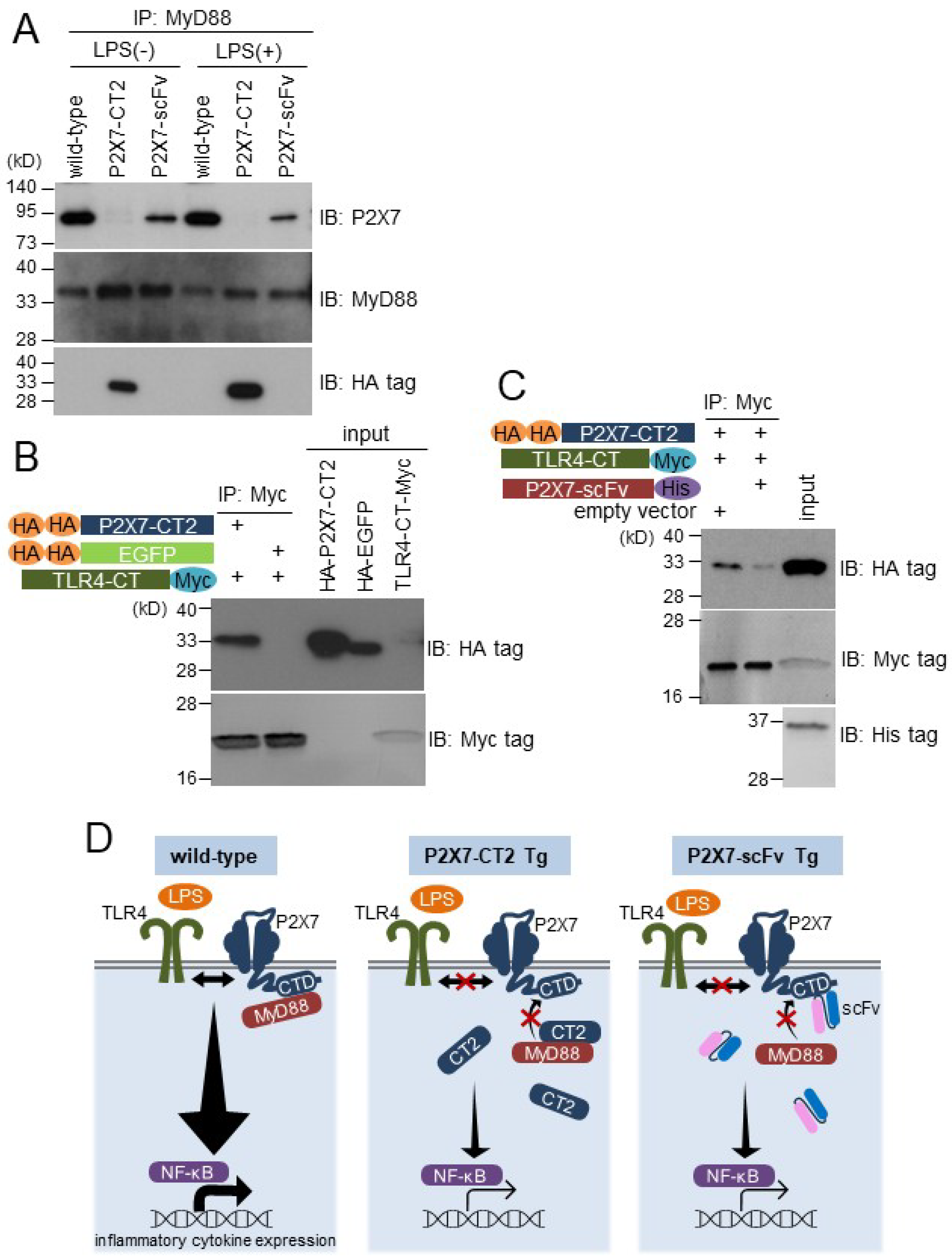 Ijms 26 01178 g004 Ijms 26 01178 g004