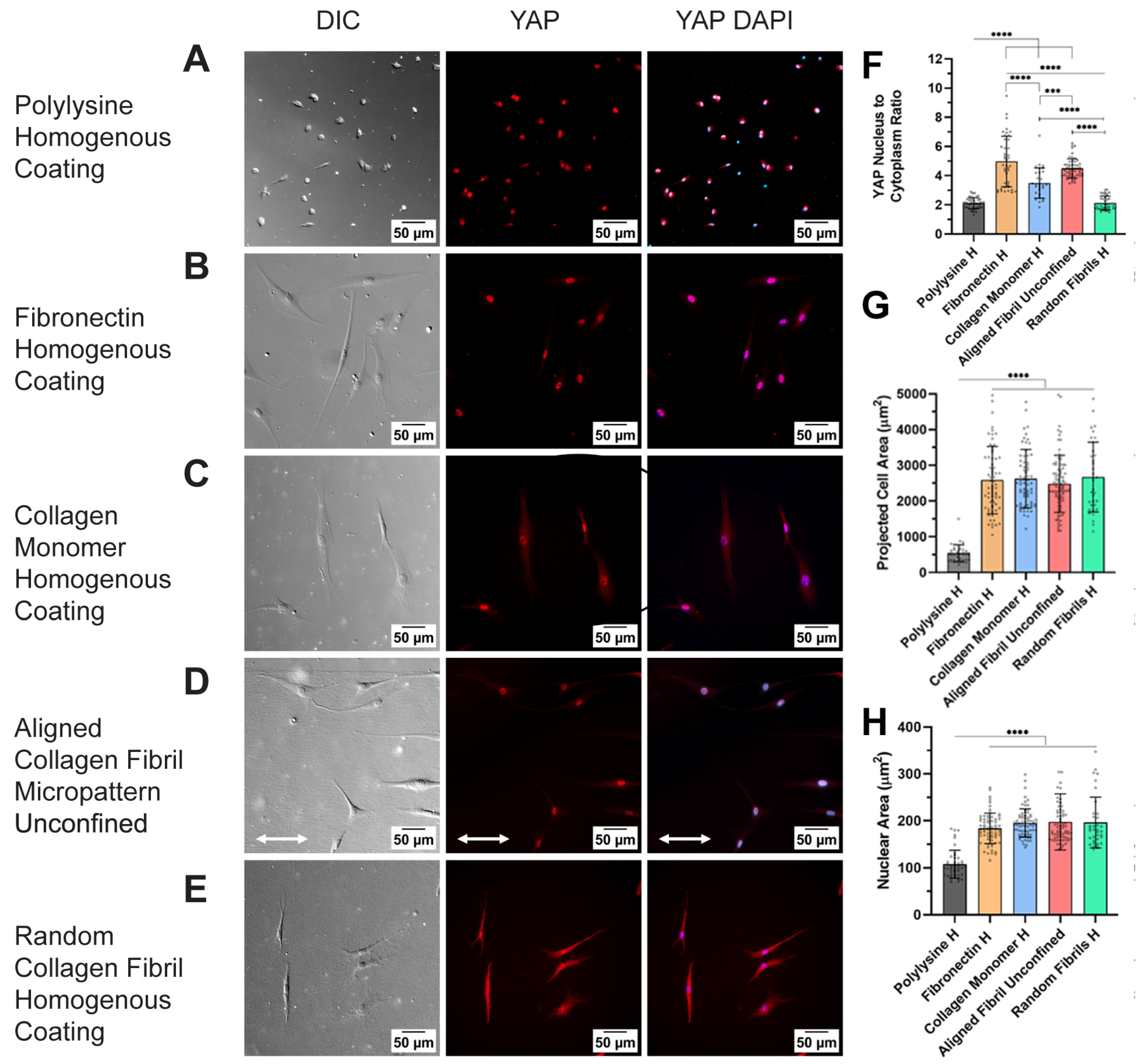 Ijms 26 01183 g005 Ijms 26 01183 g005