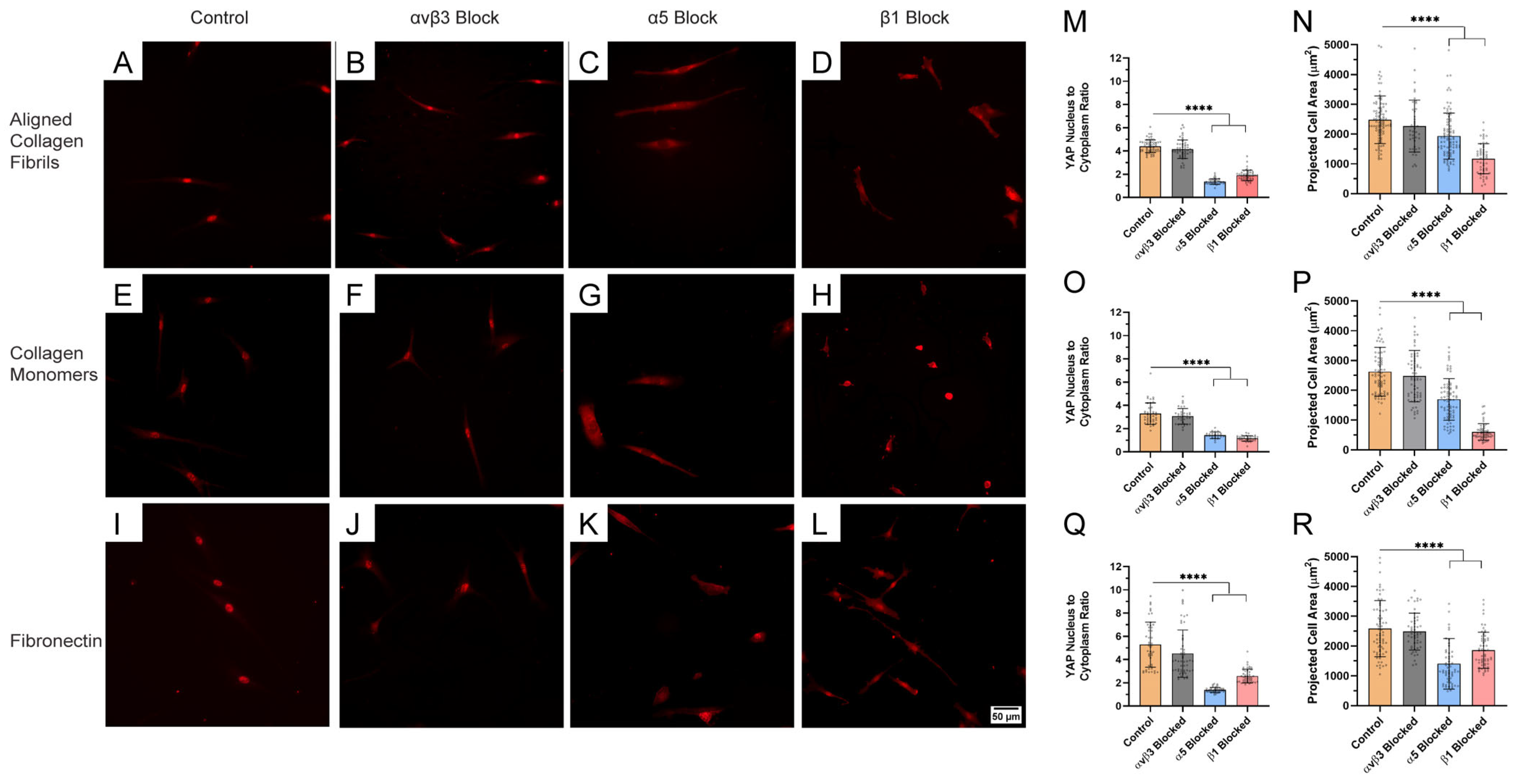 Ijms 26 01183 g006 Ijms 26 01183 g006
