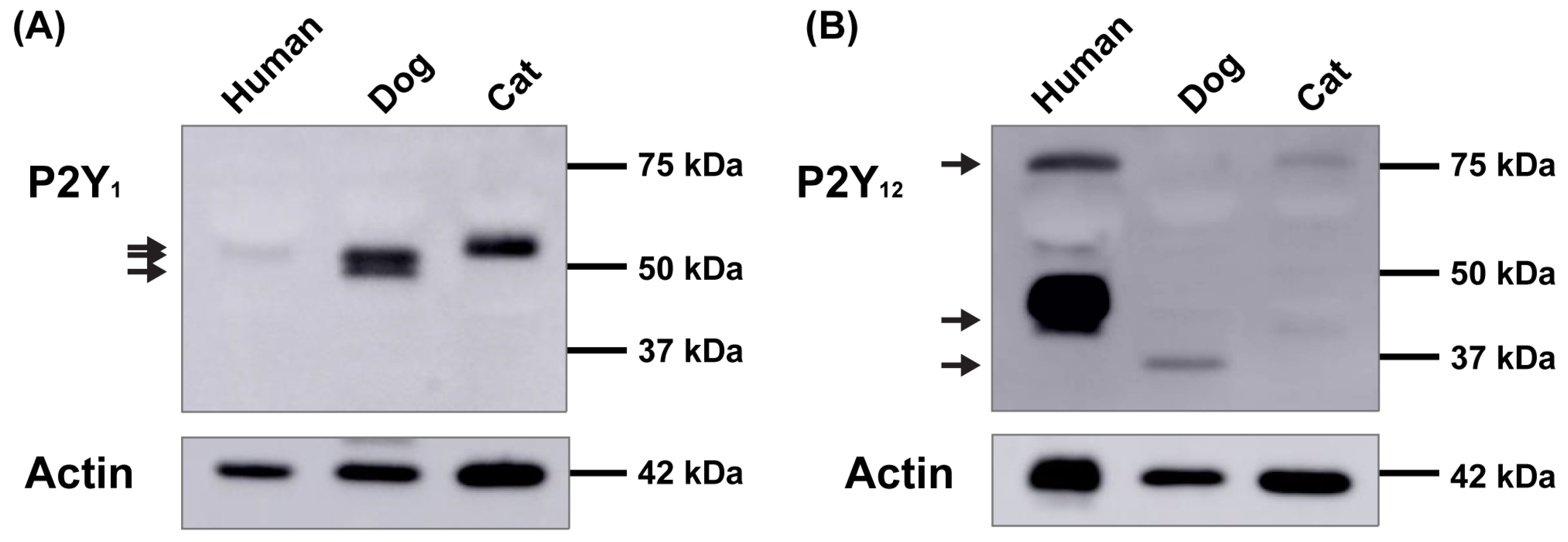 Ijms 26 01206 g001 Ijms 26 01206 g001