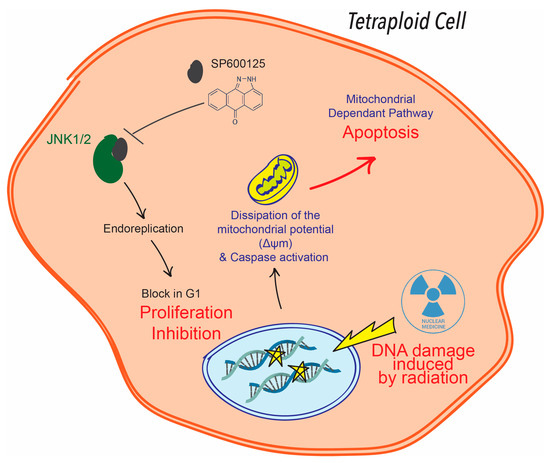 JNK Inhibition Overcomes Resistance of Metastatic Tetraploid