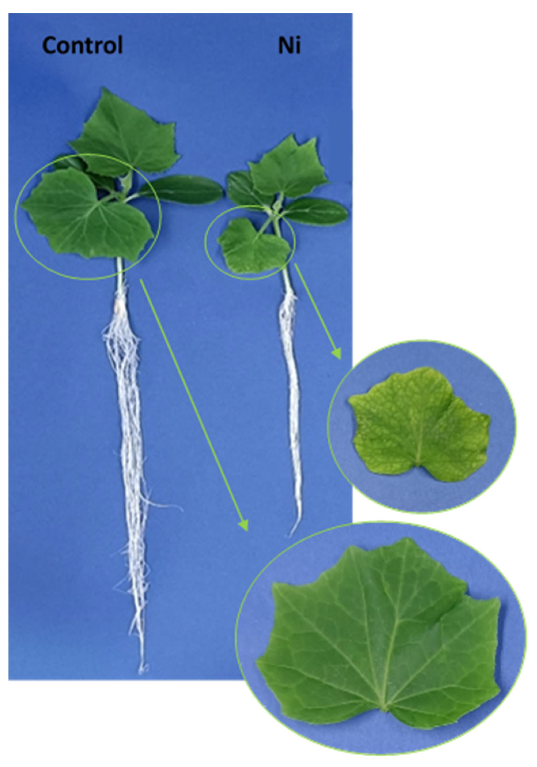 Ijms 26 01237 g001 Ijms 26 01237 g001