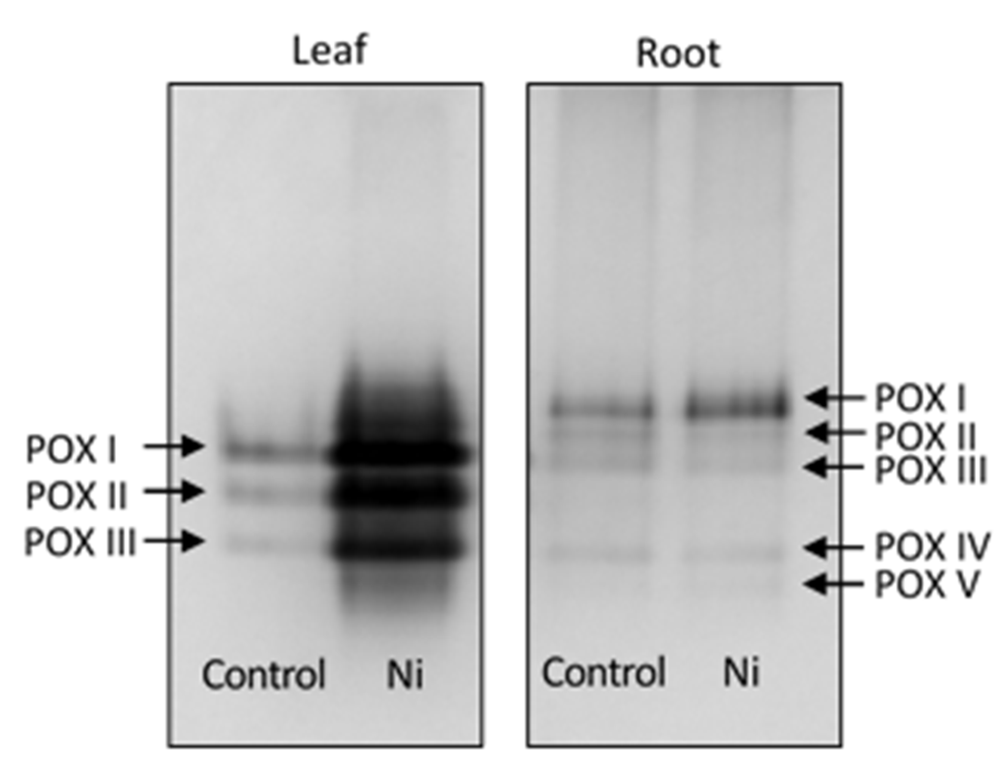 Ijms 26 01237 g008 Ijms 26 01237 g008