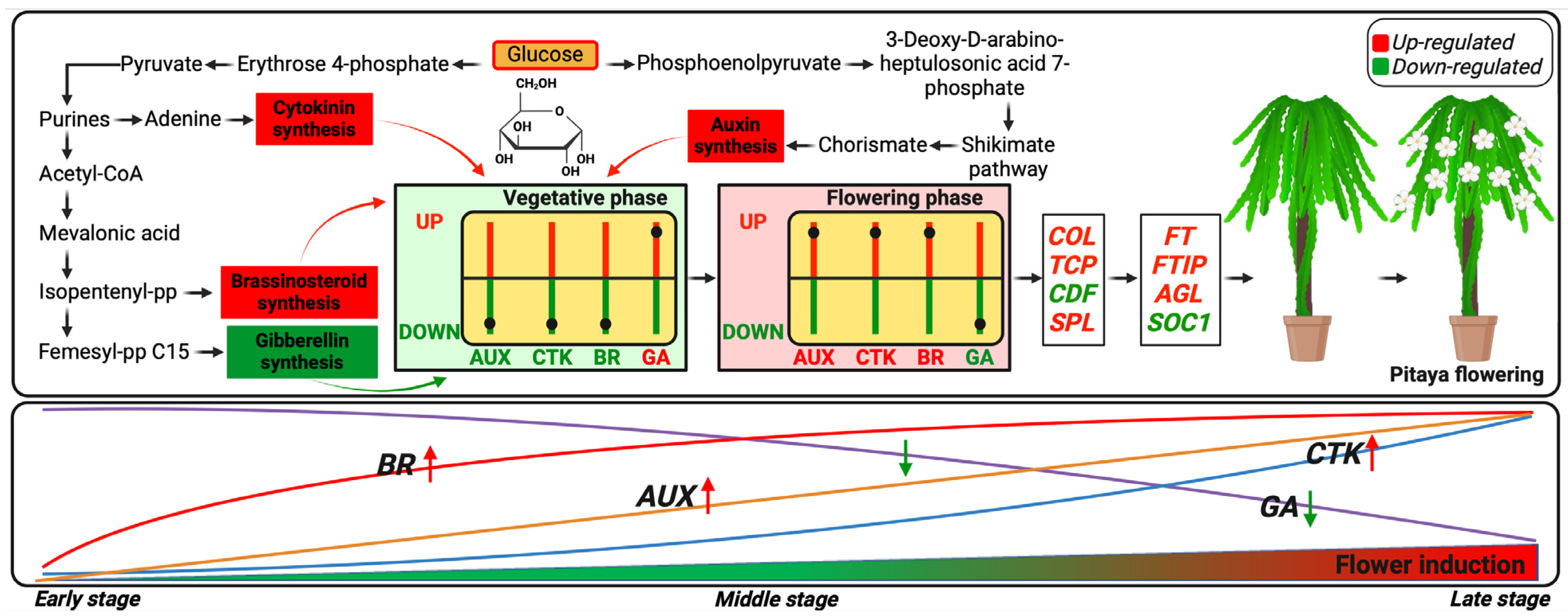 Ijms 26 01250 g011 Ijms 26 01250 g011