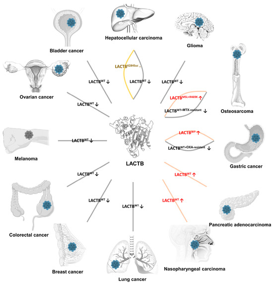 The Pivotal Role of LACTB in the Process of Cancer Development