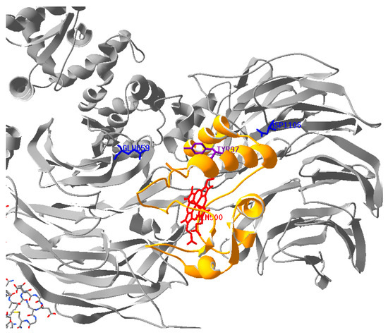 Cardiac Tyrosine 97 Phosphorylation of Cytochrome c Regulates