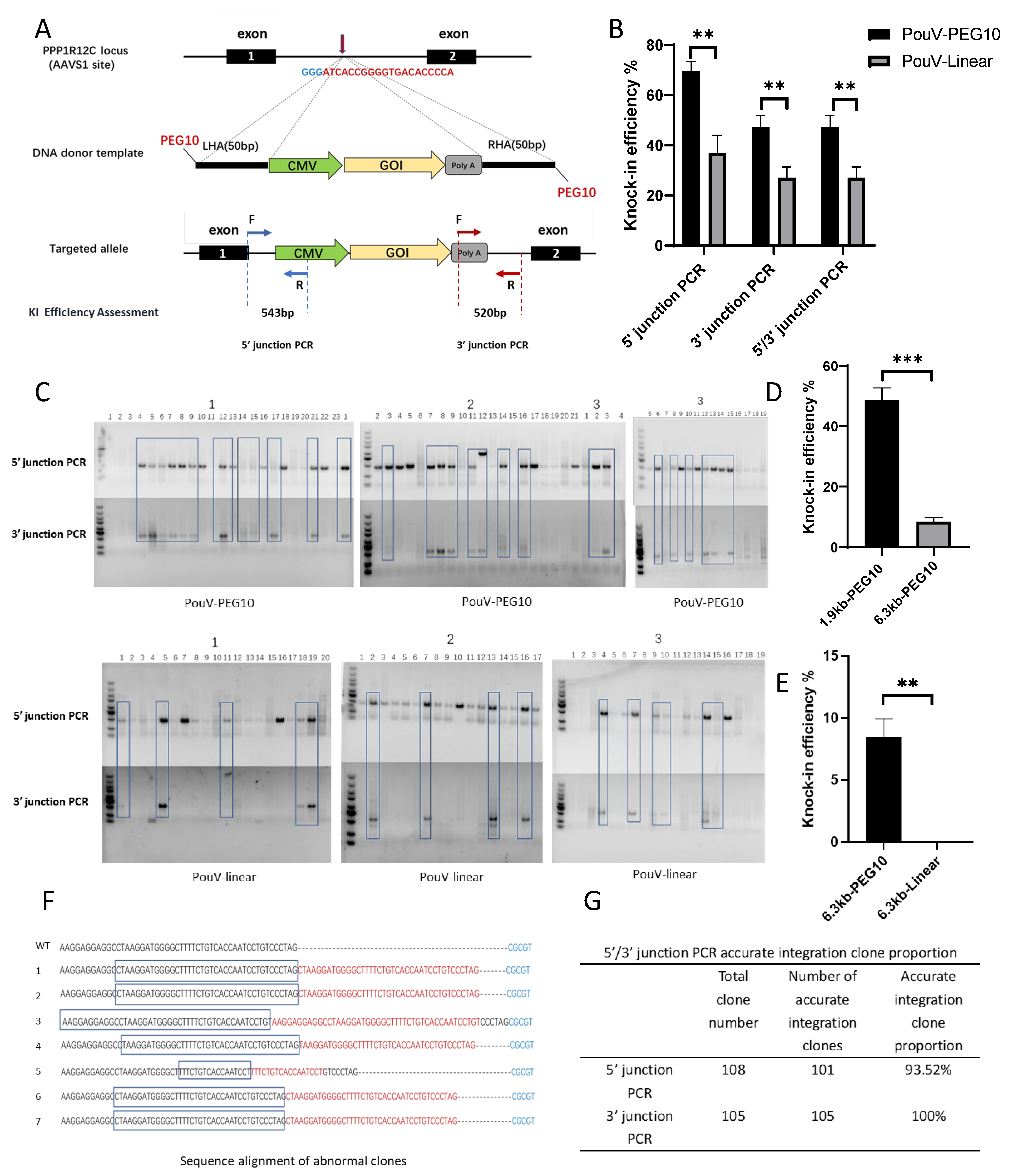 Construction of a TAT-Cas9-EGFP Site-Specific Integration